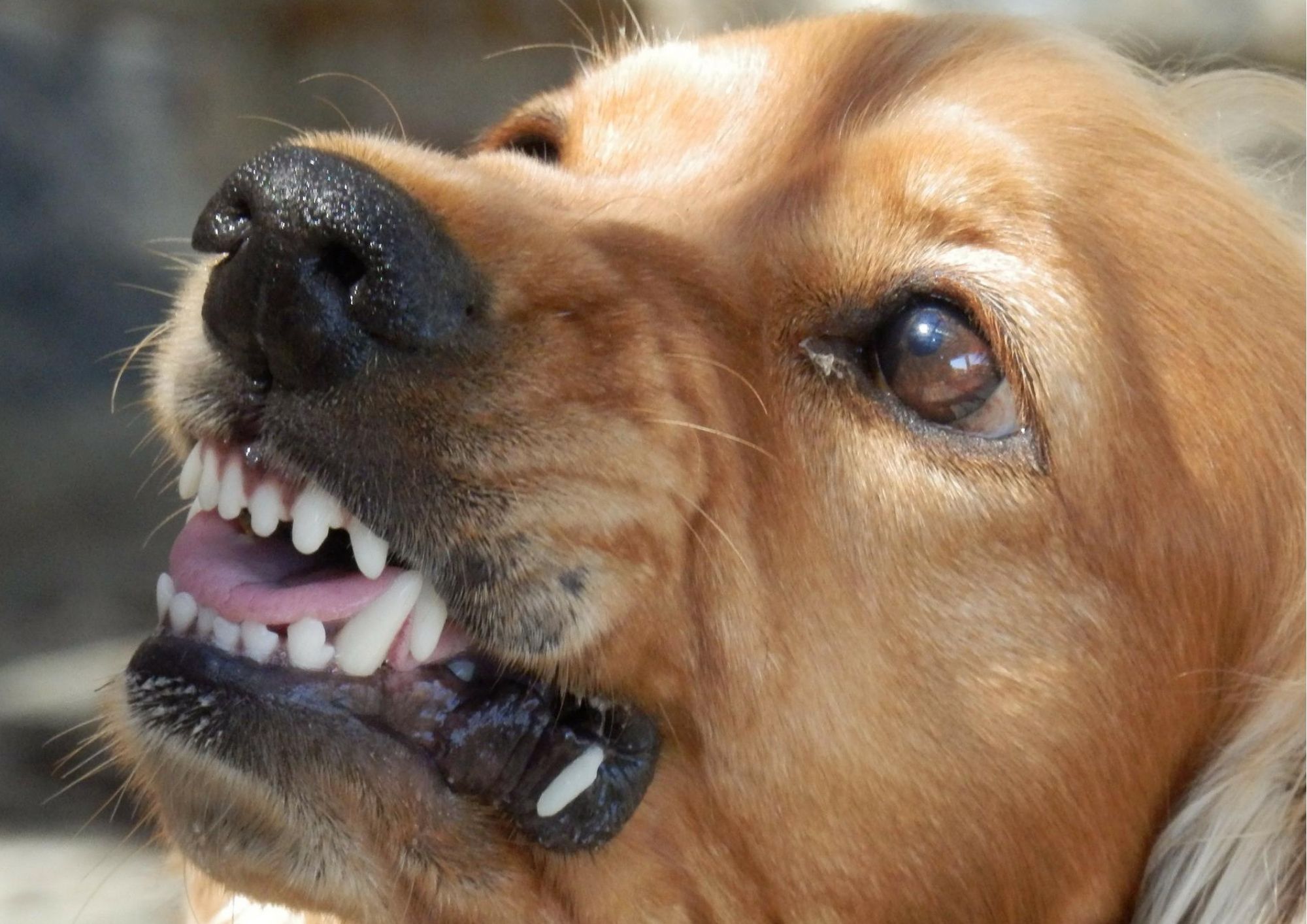 aggressiver hund Hundeernährungsberatung